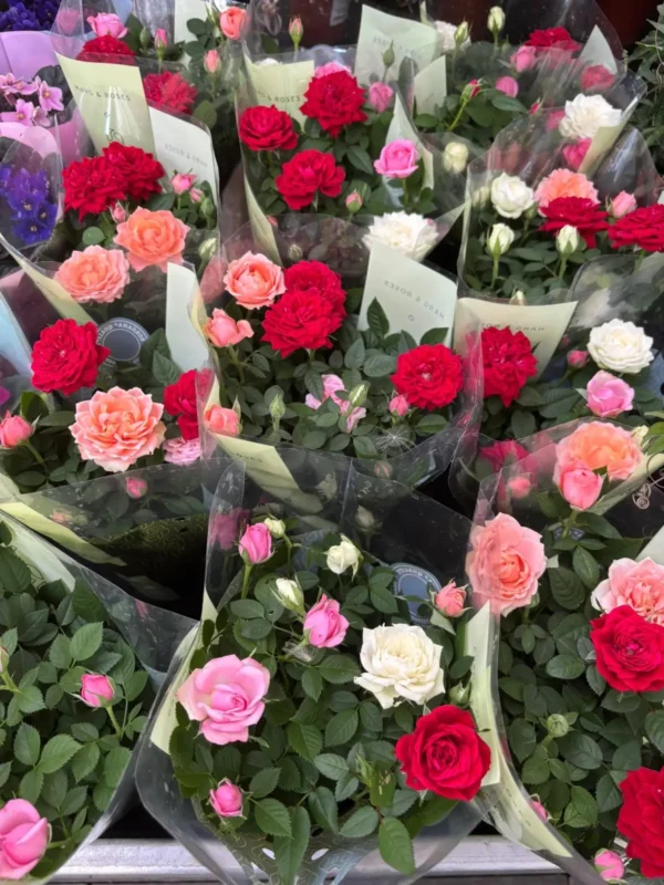 Bytové rastlinky - Hadzima Plant Špačince