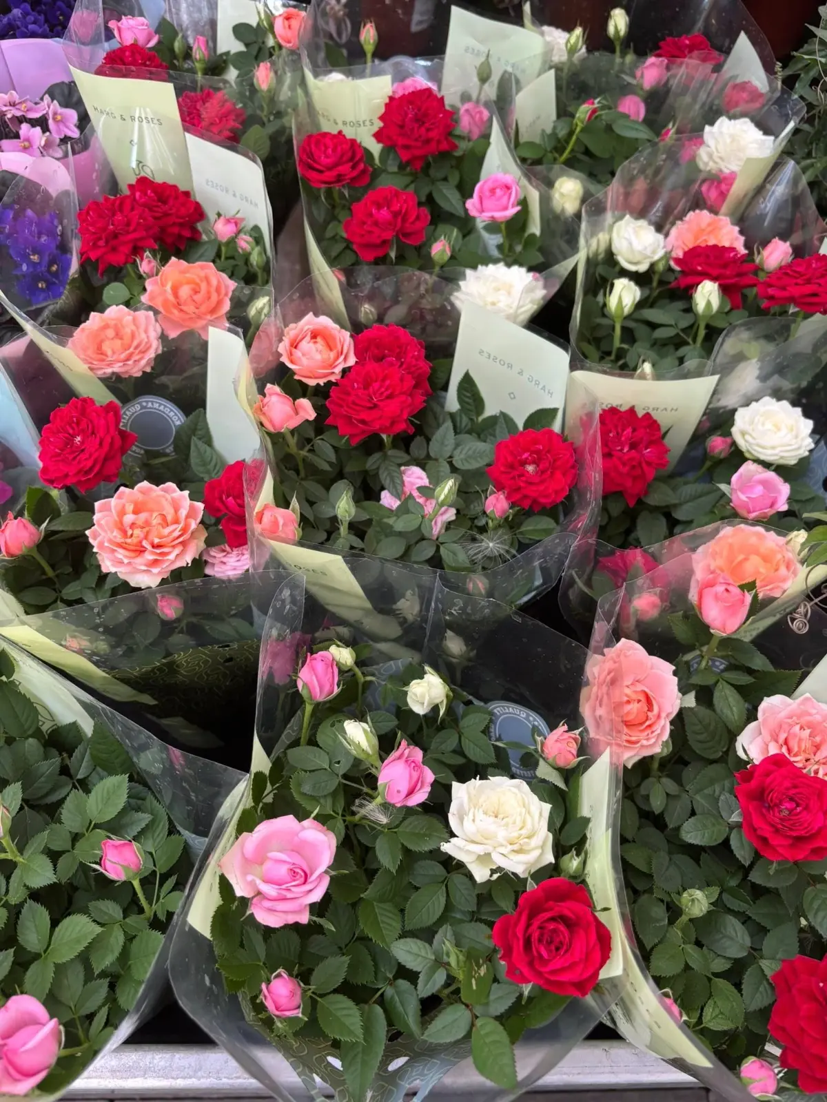 Bytové rastlinky - Hadzima Plant Špačince