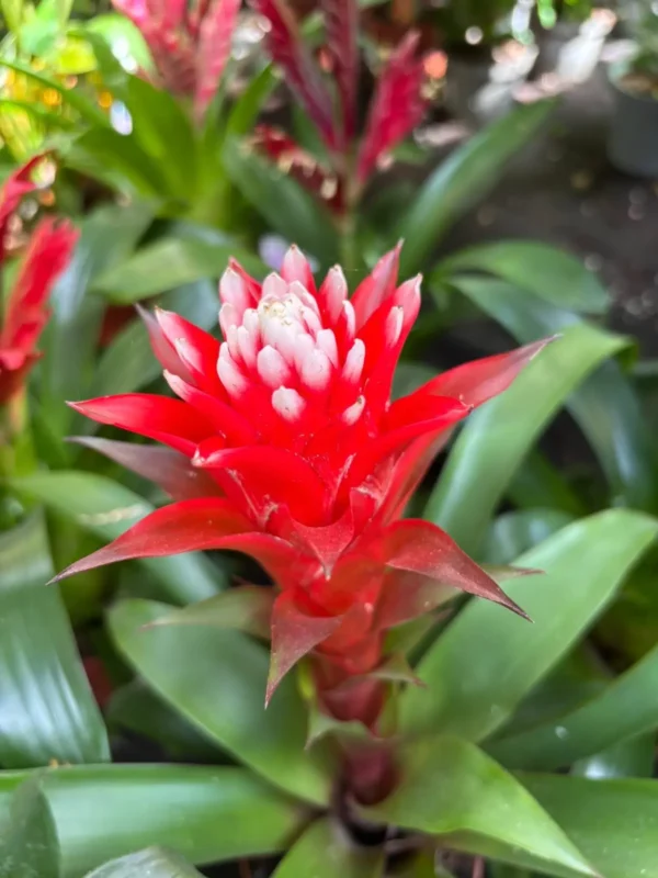 Bytové rastlinky - Hadzima Plant Špačince