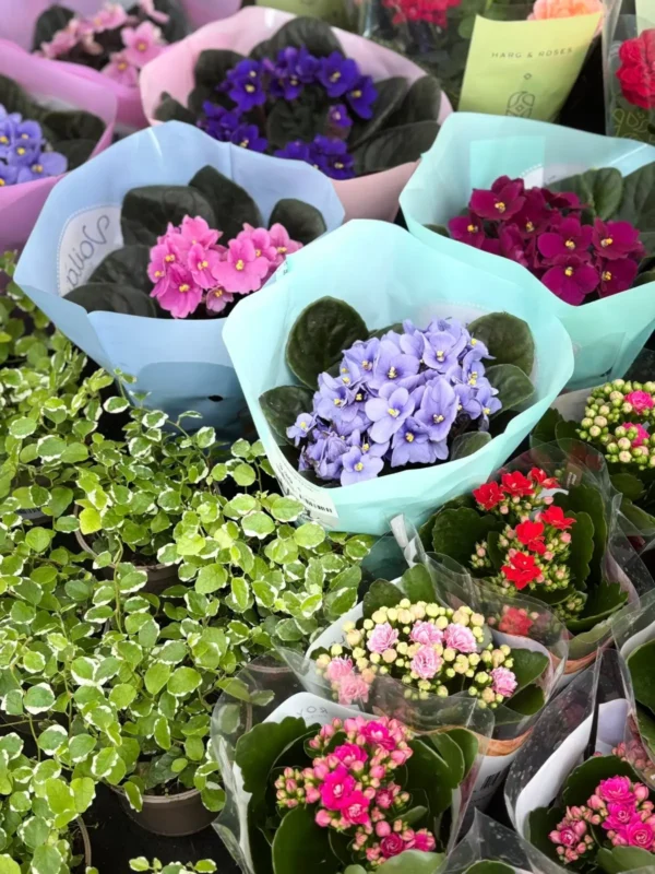 Bytové rastlinky - Hadzima Plant Špačince