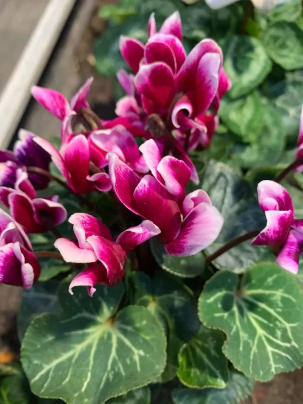 Bytové rastlinky - Hadzima Plant Špačince