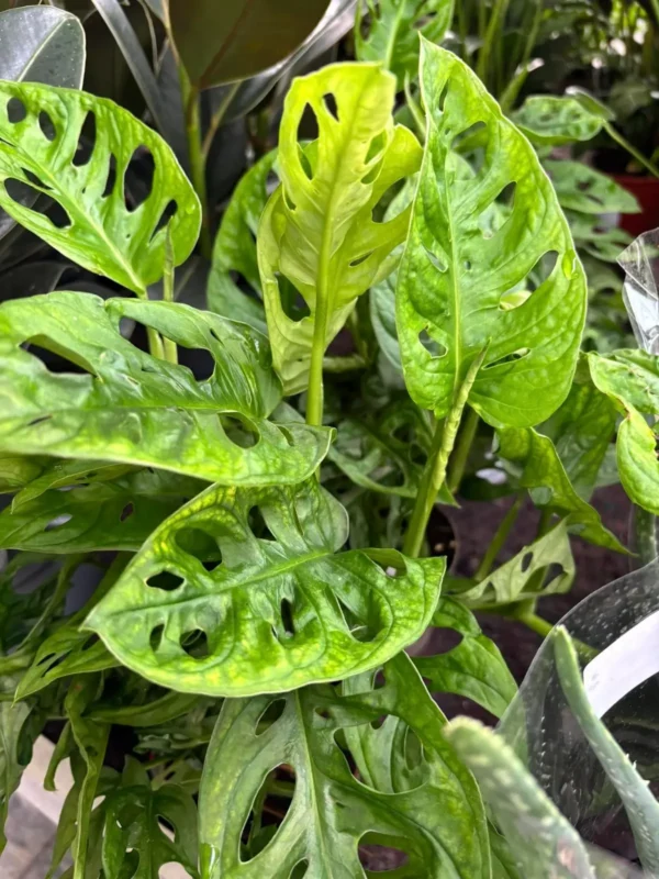 Bytové rastlinky - Hadzima Plant Špačince