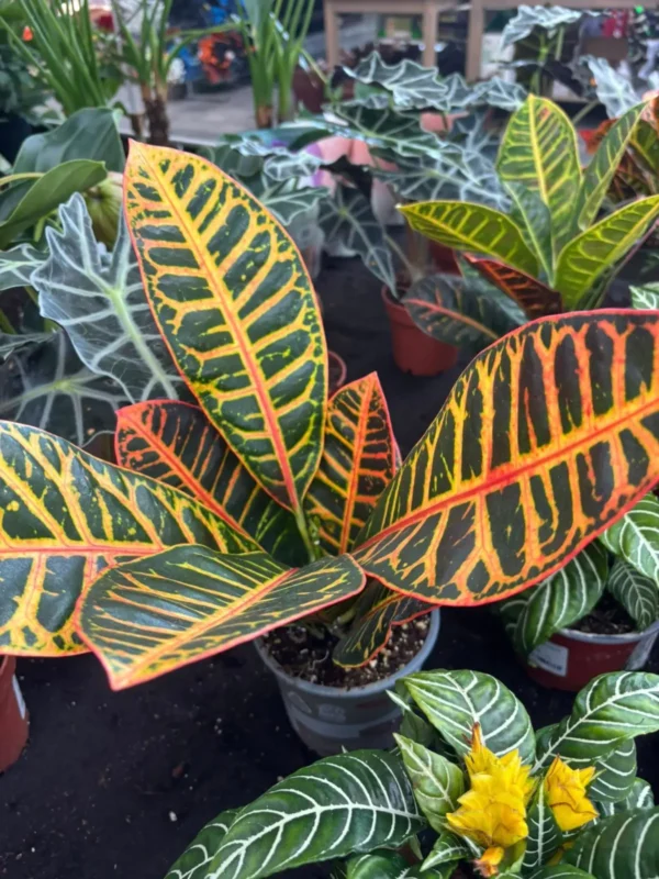 Bytové rastlinky - Hadzima Plant Špačince