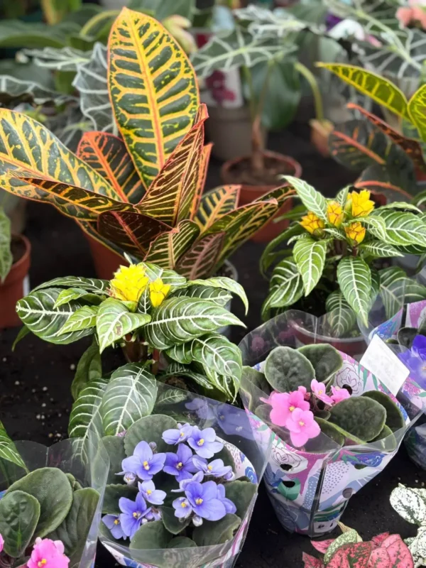 Bytové rastlinky - Hadzima Plant Špačince