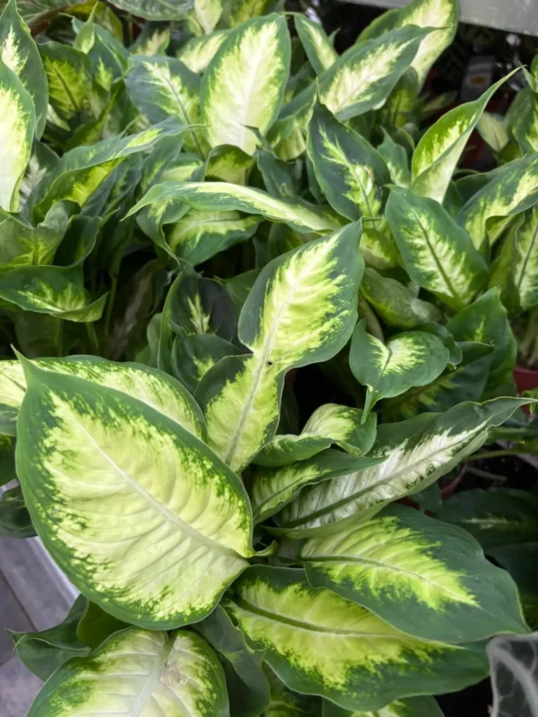 Bytové rastlinky - Hadzima Plant Špačince