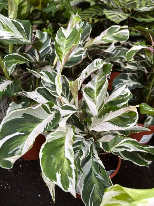 Bytové rastlinky - Hadzima Plant Špačince