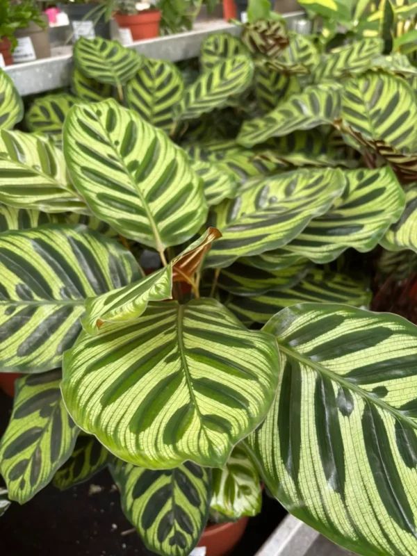Bytové rastlinky - Hadzima Plant Špačince