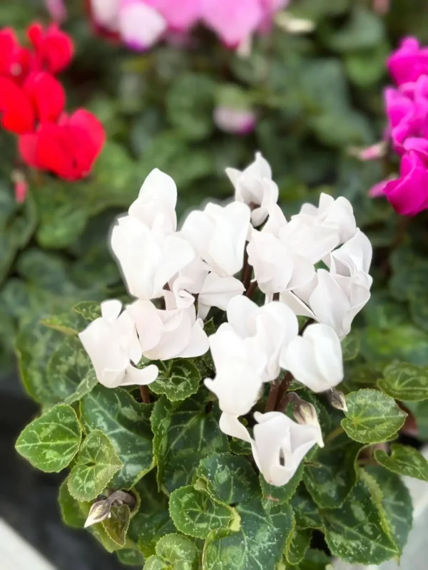 Bytové rastlinky - Hadzima Plant Špačince