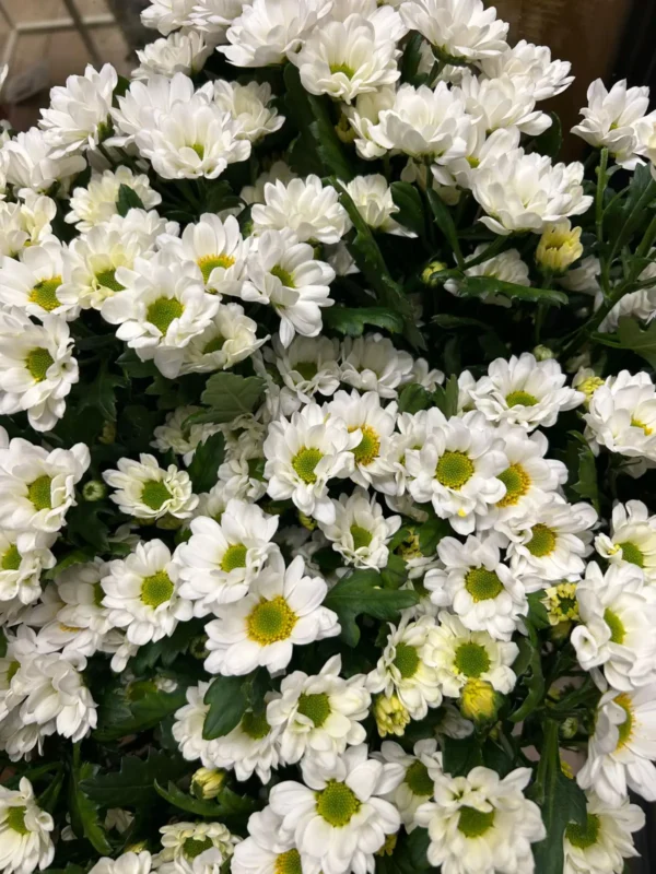 Čerstvé rezané kvety v Špačinciach - Hadzima Plant