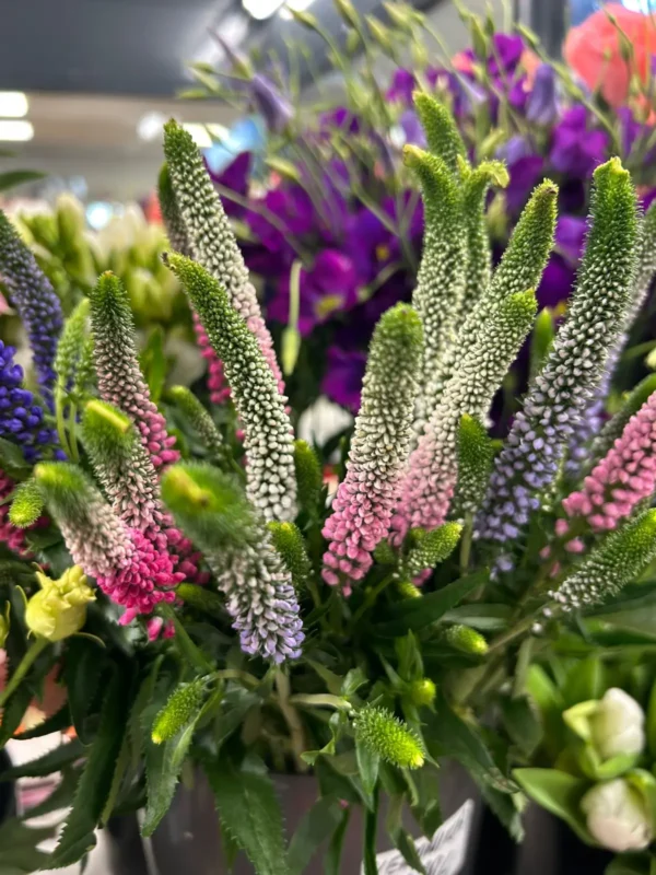 Čerstvé rezané kvety v Špačinciach - Hadzima Plant