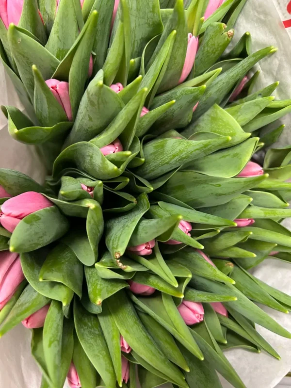 Čerstvé rezané kvety v Špačinciach - Hadzima Plant