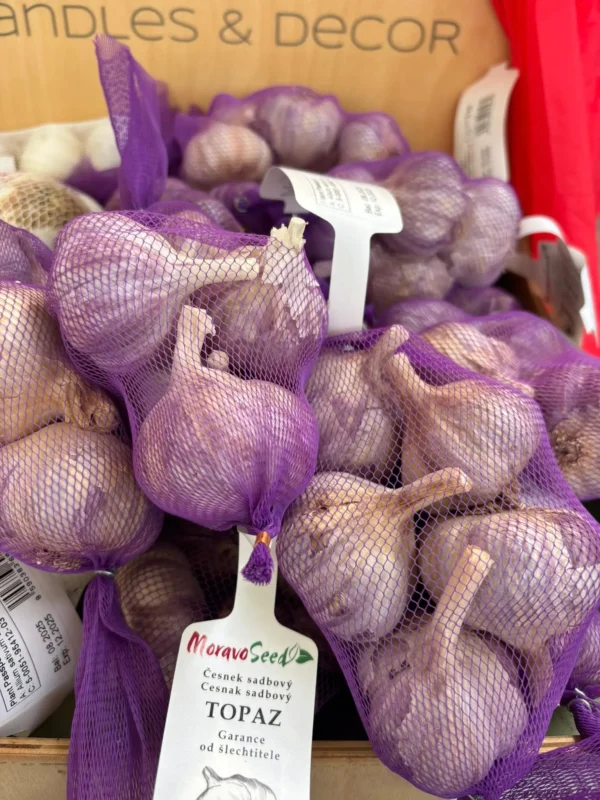 Jesenný cesnak a cibuľka - Hadzima Plant Špačince (3)