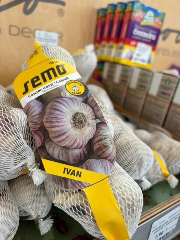 Jesenný cesnak a cibuľka - Hadzima Plant Špačince (4)