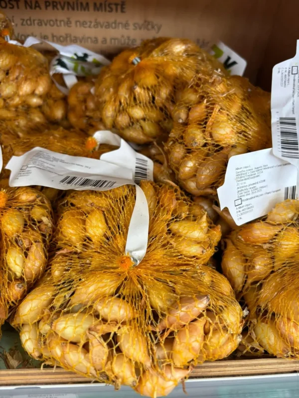 Jesenný cesnak a cibuľka - Hadzima Plant Špačince (5)