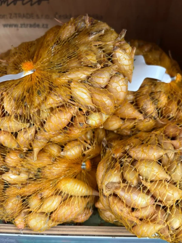 Jesenný cesnak a cibuľka - Hadzima Plant Špačince (6)
