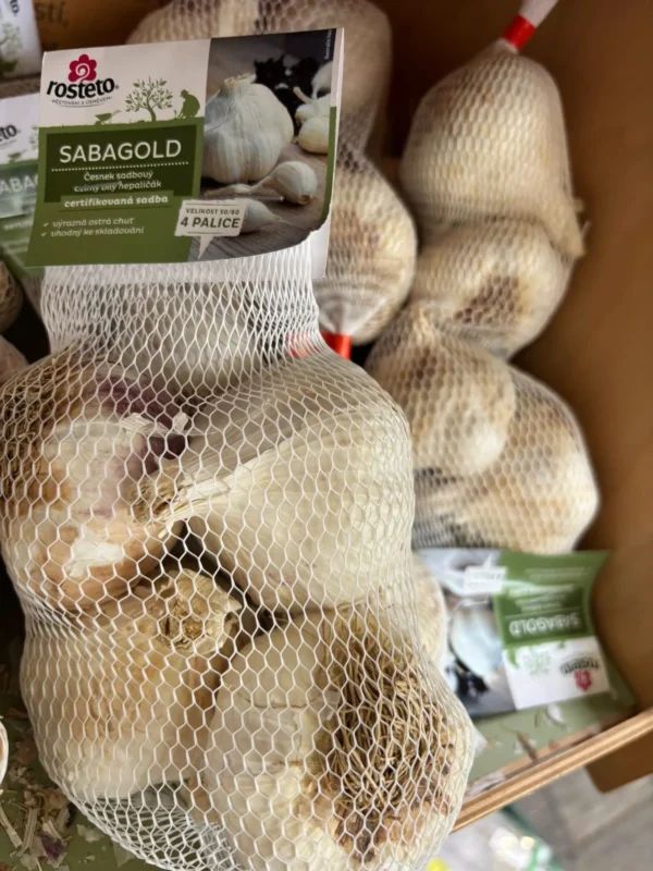 Jesenný cesnak a cibuľka - Hadzima Plant Špačince (7)