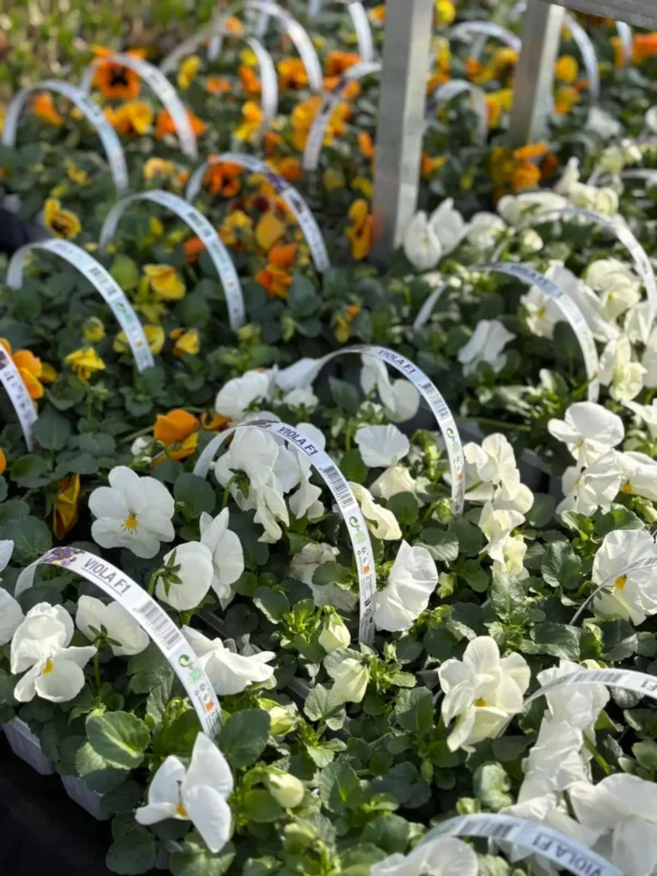 Konečne môžete sadiť sirôtky - Hadzima Plant Špačince