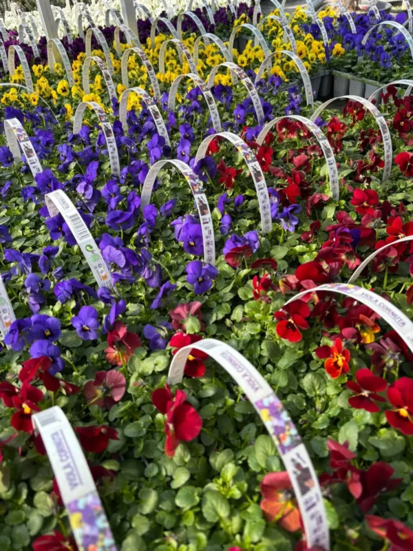 Konečne môžete sadiť sirôtky - Hadzima Plant Špačince