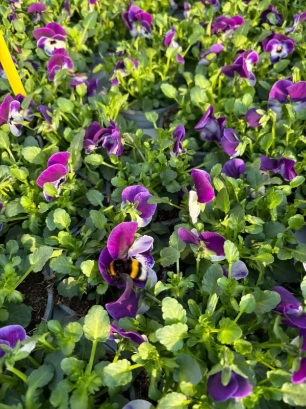 Konečne môžete sadiť sirôtky - Hadzima Plant Špačince