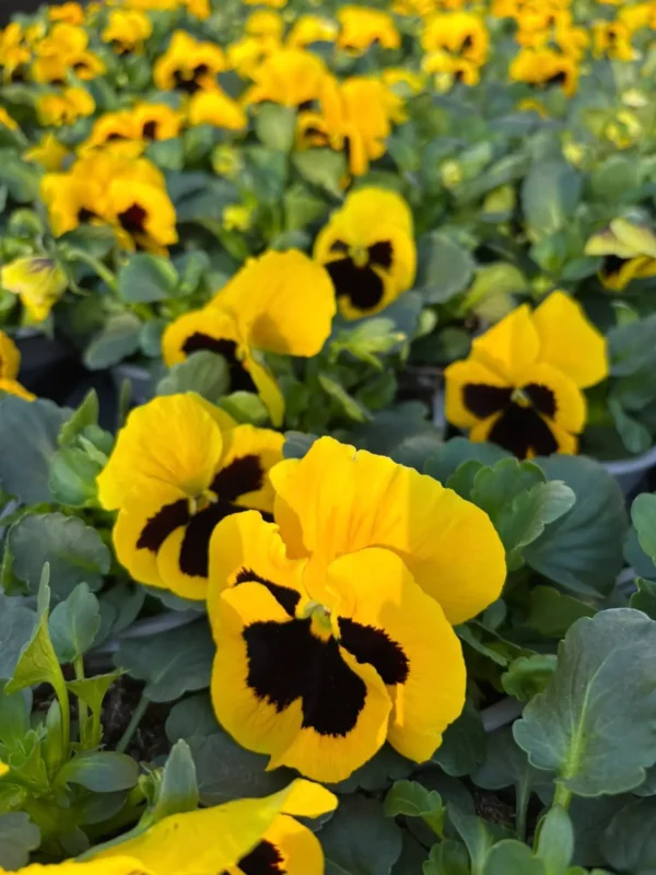 Konečne môžete sadiť sirôtky - Hadzima Plant Špačince