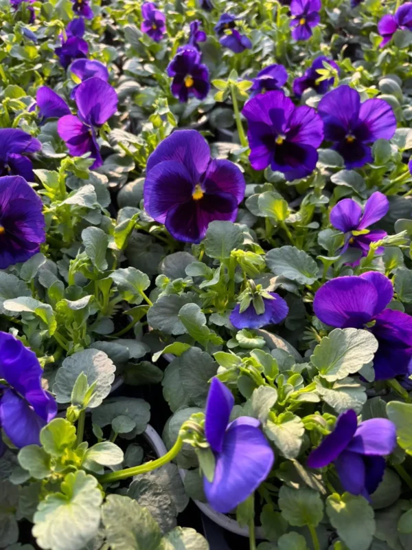 Konečne môžete sadiť sirôtky - Hadzima Plant Špačince