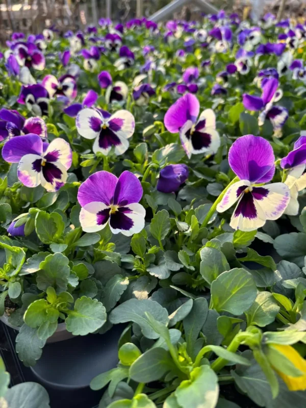 Konečne môžete sadiť sirôtky - Hadzima Plant Špačince