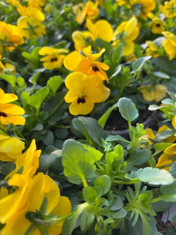 Konečne môžete sadiť sirôtky - Hadzima Plant Špačince