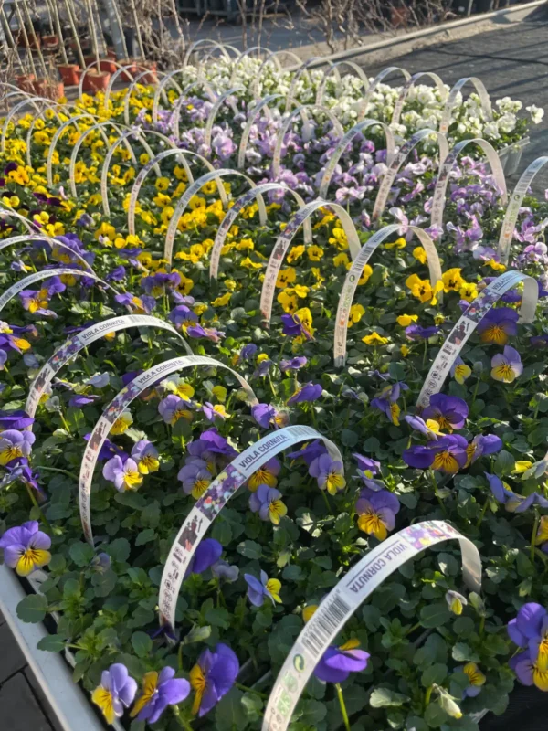 Konečne môžete sadiť sirôtky - Hadzima Plant Špačince