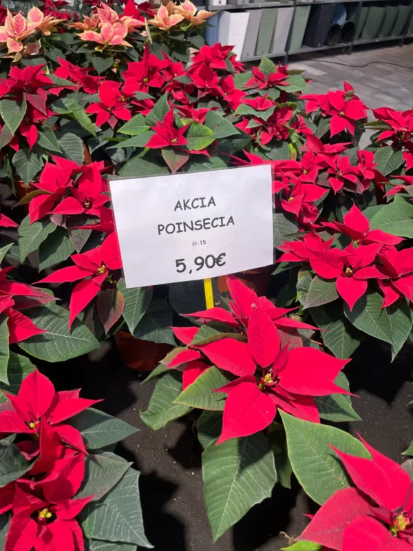 Mikulášska sobota 2025 - Hadzima Plant Špačince