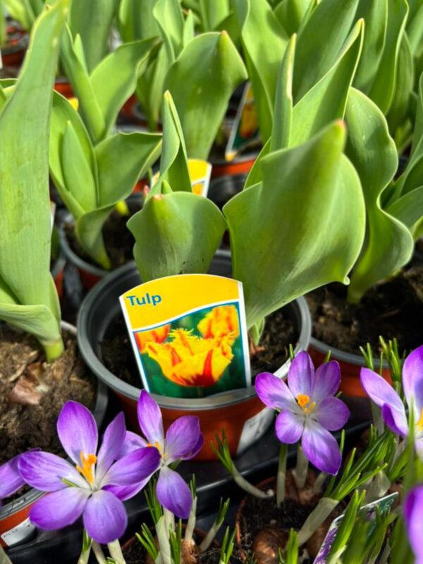 Nový jarný tovar - Hadzima Plant Špačince