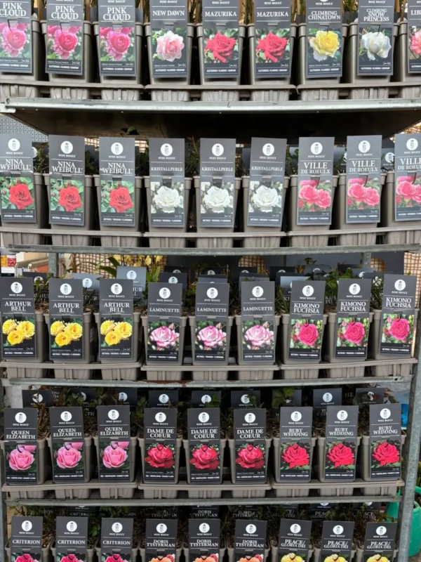 Nový tovar - Ruže - Hadzima Plant Špačince (5)
