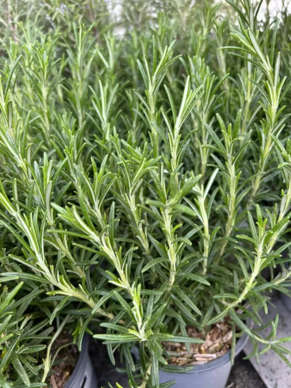 Ponuka byliniek - Hadzima Plant Špačince (1)