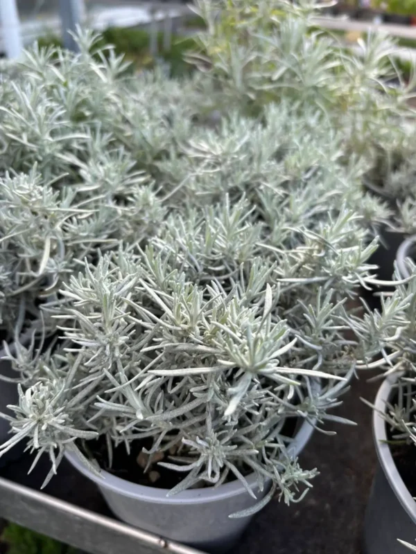 Ponuka byliniek - Hadzima Plant Špačince (2)