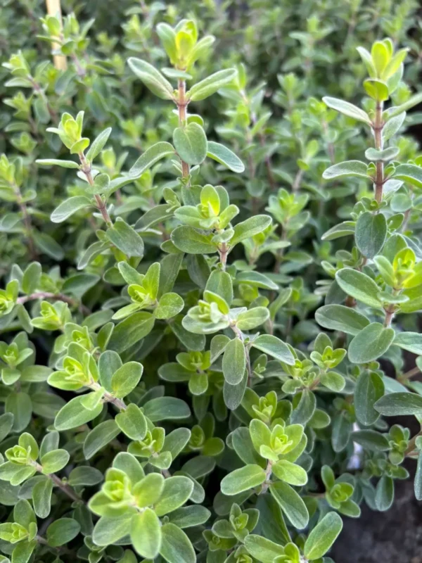 Ponuka byliniek - Hadzima Plant Špačince (3)