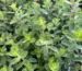 Ponuka byliniek - Hadzima Plant Špačince (3)