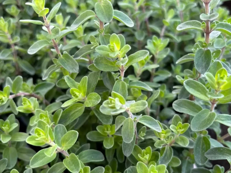 Ponuka byliniek - Hadzima Plant Špačince (3)