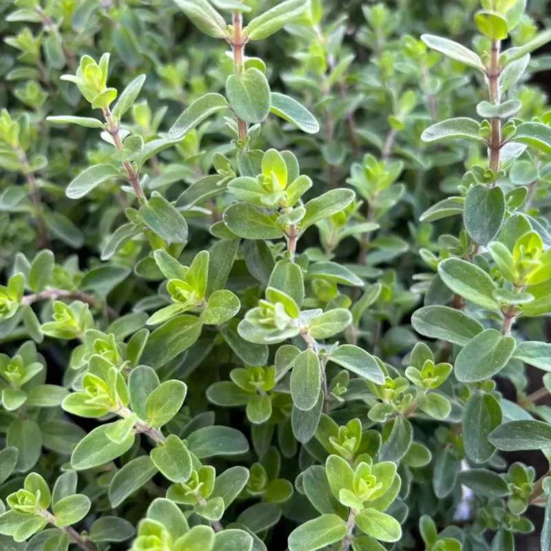 Ponuka byliniek - Hadzima Plant Špačince (3)