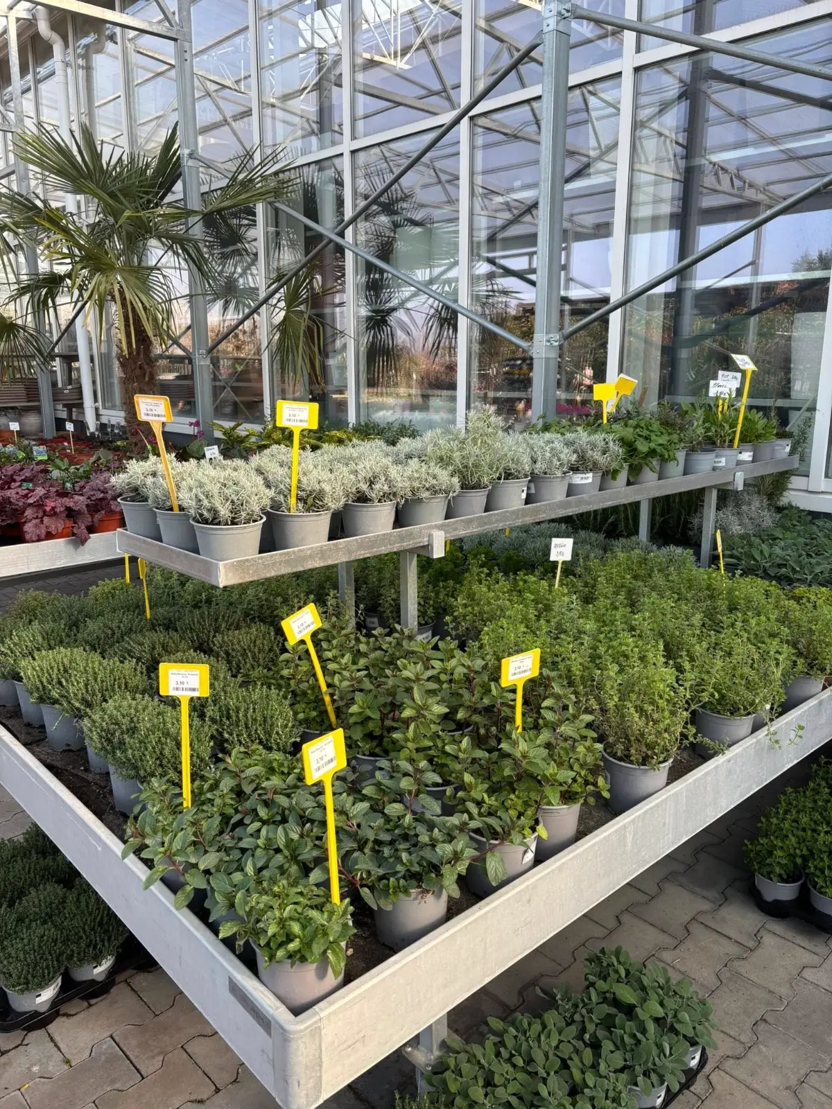 Ponuka byliniek - Hadzima Plant Špačince (4)
