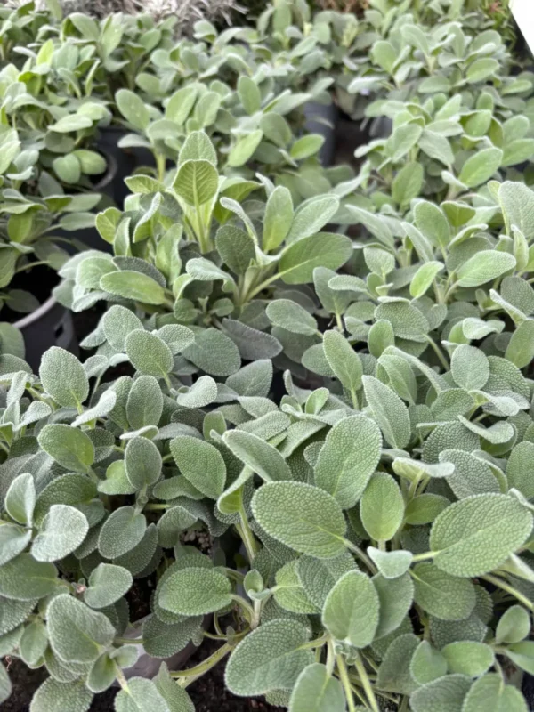 Ponuka byliniek - Hadzima Plant Špačince (5)