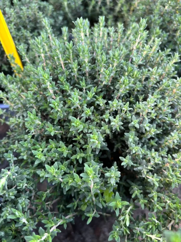 Ponuka byliniek - Hadzima Plant Špačince (6)