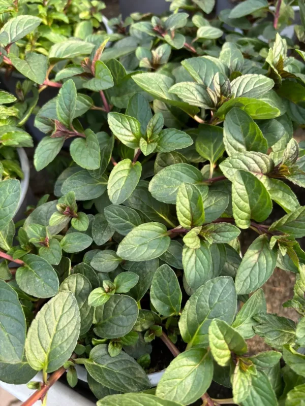 Ponuka byliniek - Hadzima Plant Špačince (7)