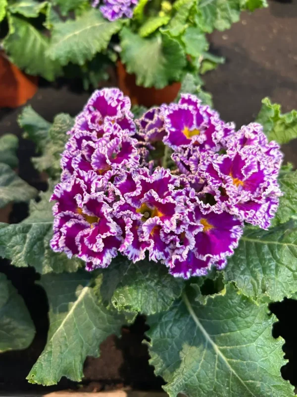 Primulkové prekvapenie - Hadzima Plant