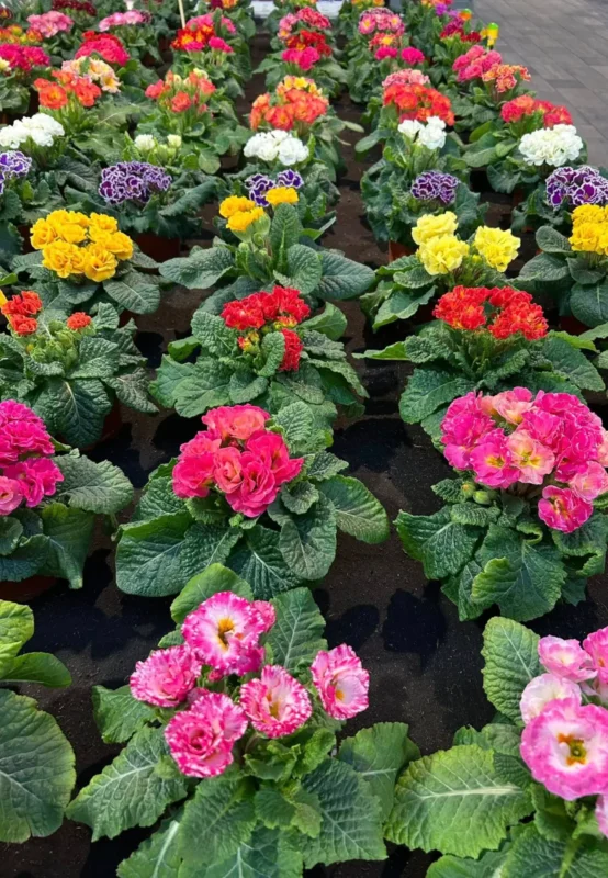 Primulkové prekvapenie - Hadzima Plant