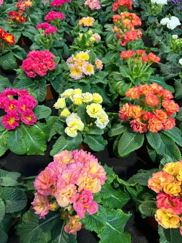 Primulkové prekvapenie - Hadzima Plant