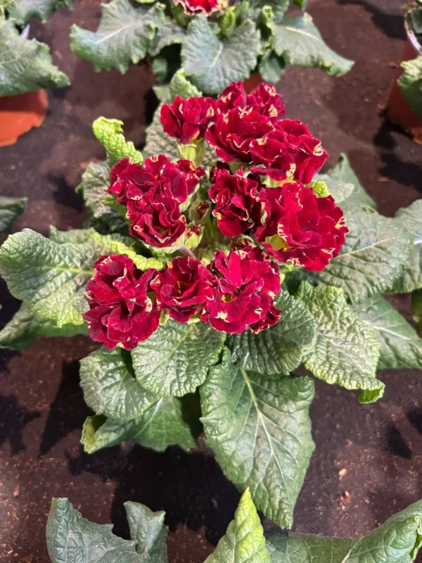 Primulkové prekvapenie - Hadzima Plant