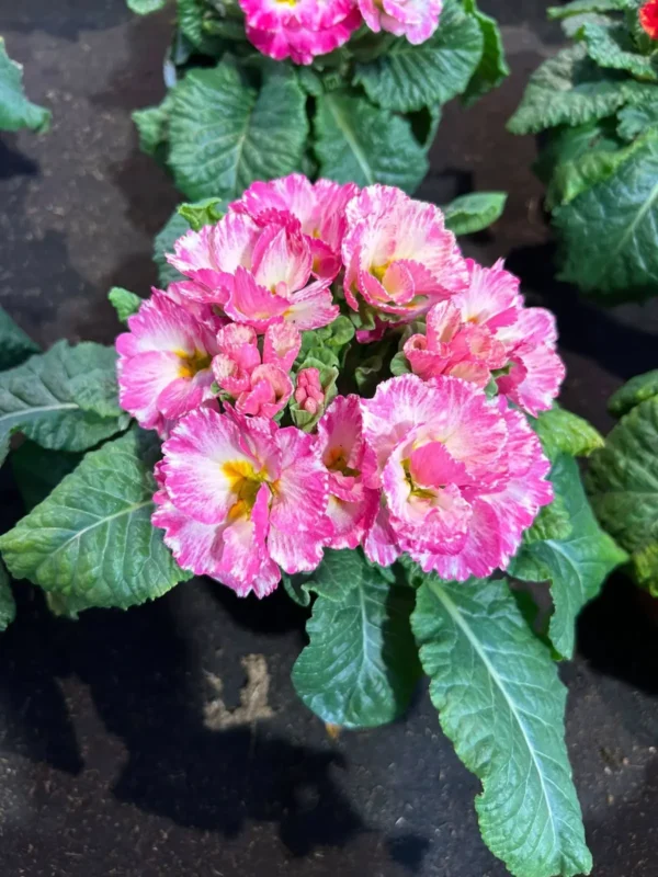 Primulkové prekvapenie - Hadzima Plant