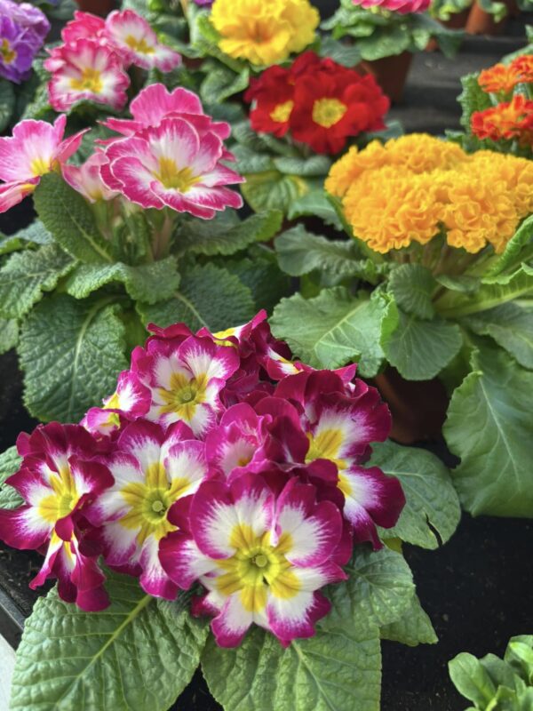 Primulkové prekvapenie - Hadzima Plant