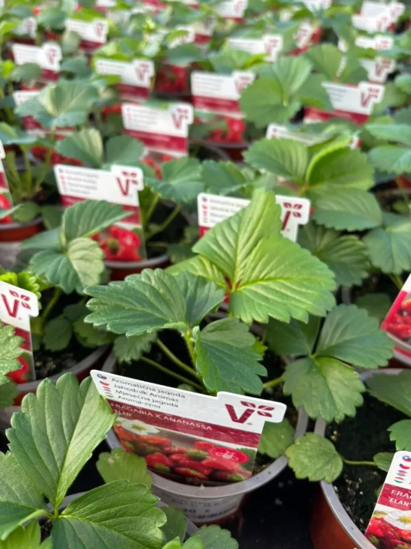 Prvá várka jahôd v predaji - Hadzima Plant Špačince