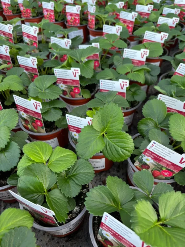 Prvá várka jahôd v predaji - Hadzima Plant Špačince
