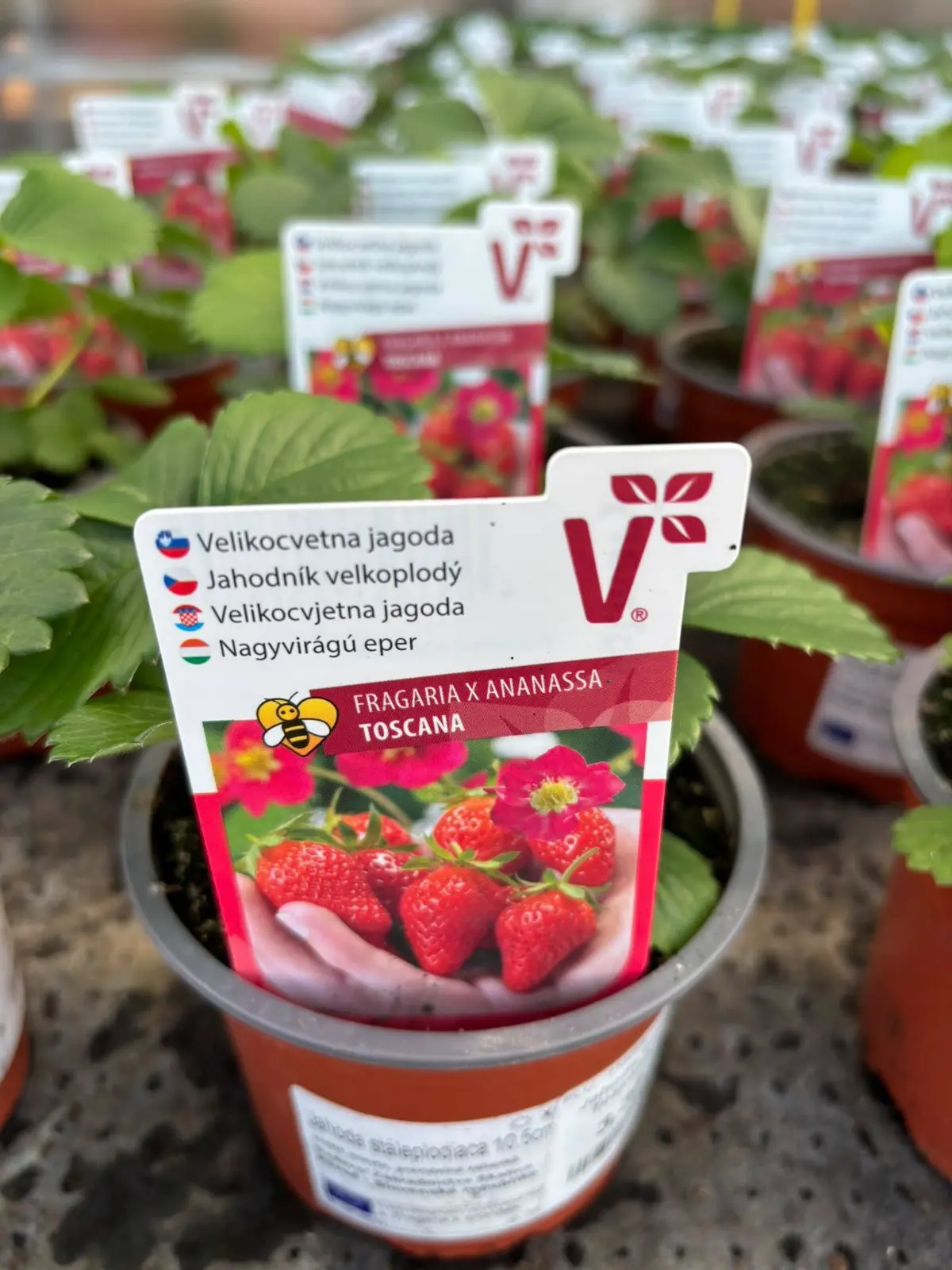 Prvá várka jahôd v predaji - Hadzima Plant Špačince